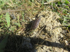 Porcellio ornatus
