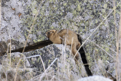 Marmota baibacina