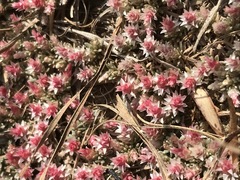Helichrysum caespititium