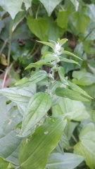 Pouzolzia zeylanica