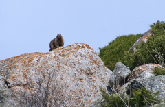 Marmota baibacina