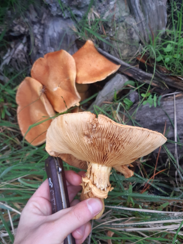 Gymnopilus junonius · April 2025 · photo: © georgecox (iNaturalist, cc0)