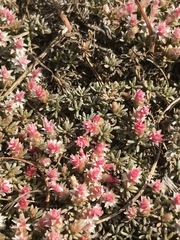 Helichrysum caespititium