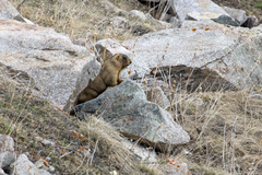 Marmota baibacina