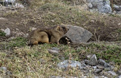 Marmota baibacina