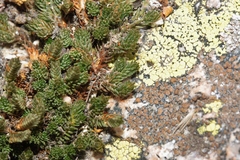 Selaginella watsonii