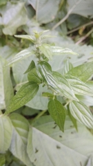 Pouzolzia zeylanica