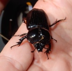 Phileurus