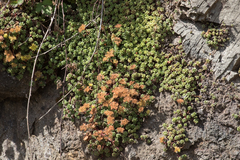 Sedum oreganum