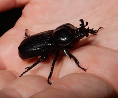 Phileurus