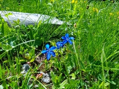 Gentiana bavarica bavarica