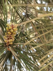 Pinus halepensis