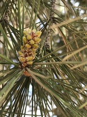 Pinus halepensis
