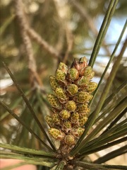 Pinus halepensis