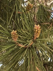 Pinus halepensis