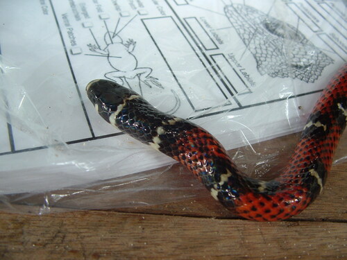 Banded Centipede Snake