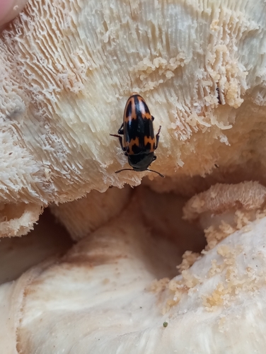 Pselaphacus dentatus