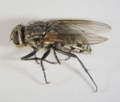 Pollenia rudis