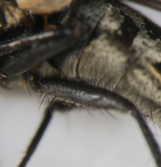Pollenia rudis