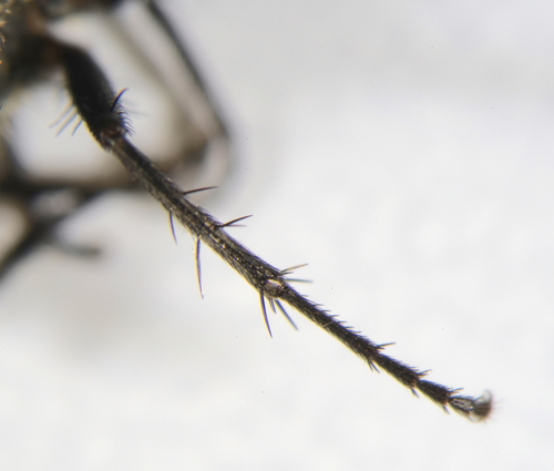 Awkward Clusterfly