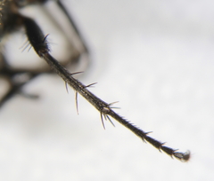 Pollenia rudis
