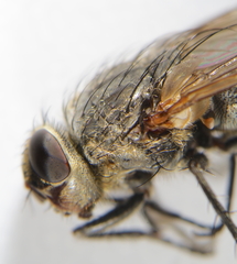 Pollenia rudis