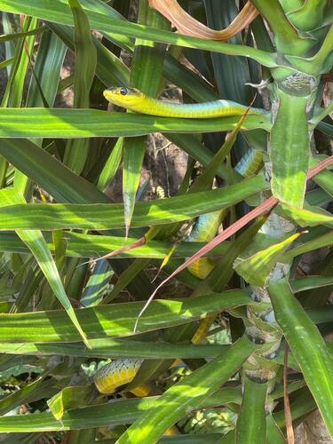 Common Tree Snake sighting