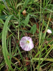 Convolvulus arvensis