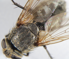 Pollenia rudis