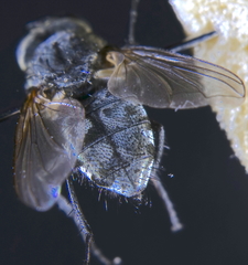 Pollenia rudis