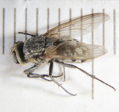Pollenia rudis