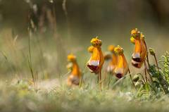 Calceolaria uniflora