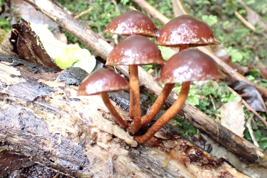 Hypholoma brunneum · April 2025 · photo: © claire_grace83 (iNaturalist, cc-by)