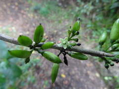Geniostoma borbonicum