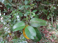 Geniostoma borbonicum