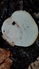 Rigidoporus microporus