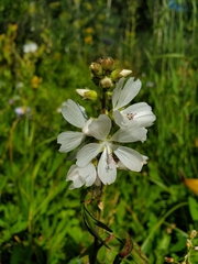 Sidalcea candida
