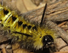 Lophocampa bicolor