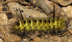Lophocampa bicolor