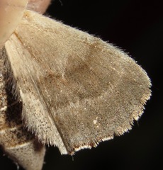 Olceclostera seraphica