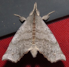 Olceclostera seraphica