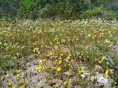 Foveolina tenella