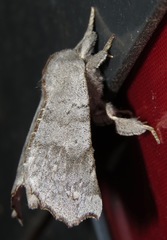 Olceclostera seraphica