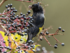 Yellow-Bellied Siskin photo 5