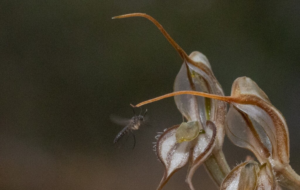 Pterostylis despectans