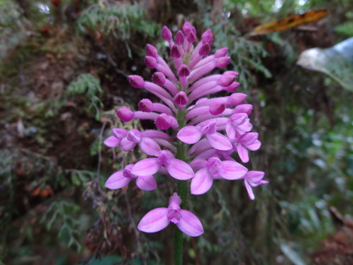 Arnottia inermis