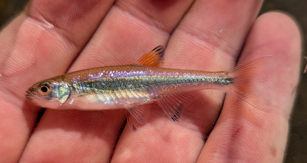 Blacktip Shiner