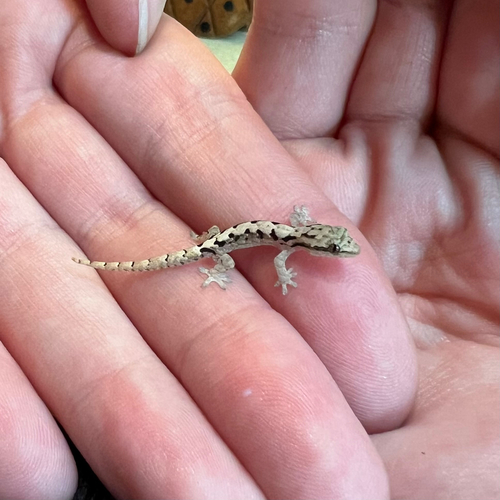 Lepidodactylus lugubris observed 2023-07-13
