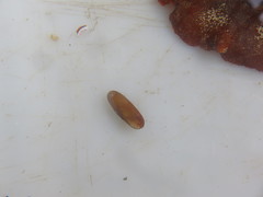 Lithophaga lithophaga