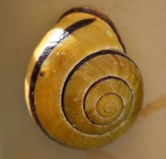 Cepaea nemoralis